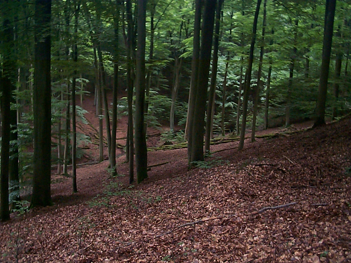Wald.JPG